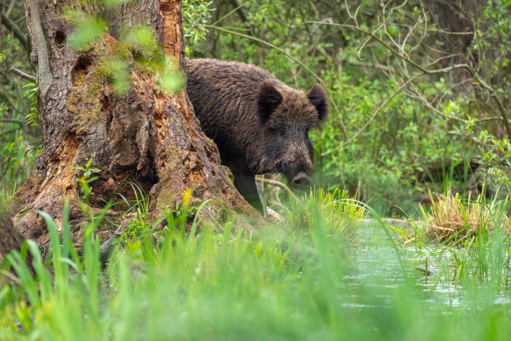 Diviak lesný, The wild boar (Sus scrofa)