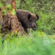 Diviak lesný, The wild boar (Sus scrofa)