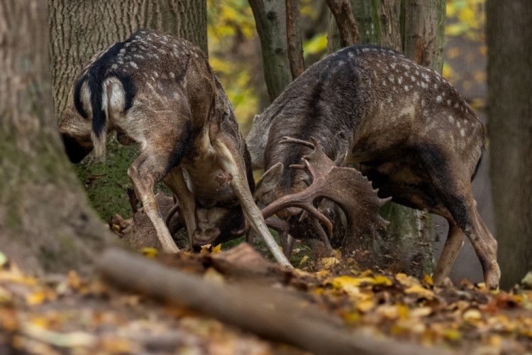 daniel škvrnitý, Fallow deer (Dama dama)