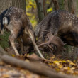 daniel škvrnitý, Fallow deer (Dama dama)