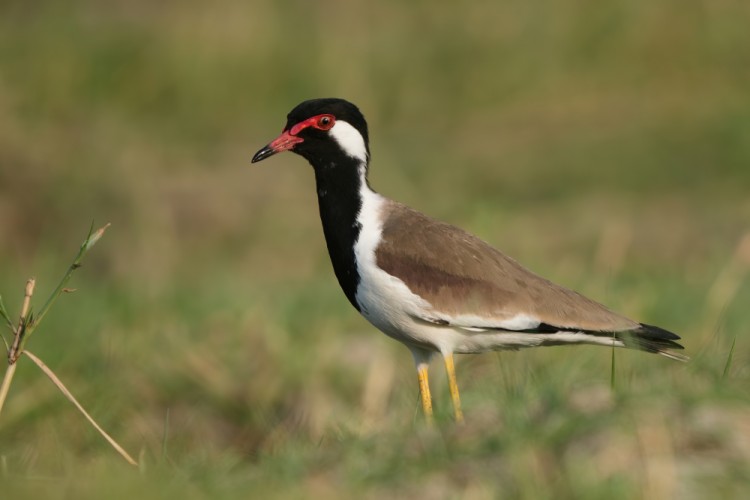 Cíbik laločnatý, Vanellus indicus, Srí Lanka