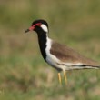 Cíbik laločnatý, Vanellus indicus, Srí Lanka