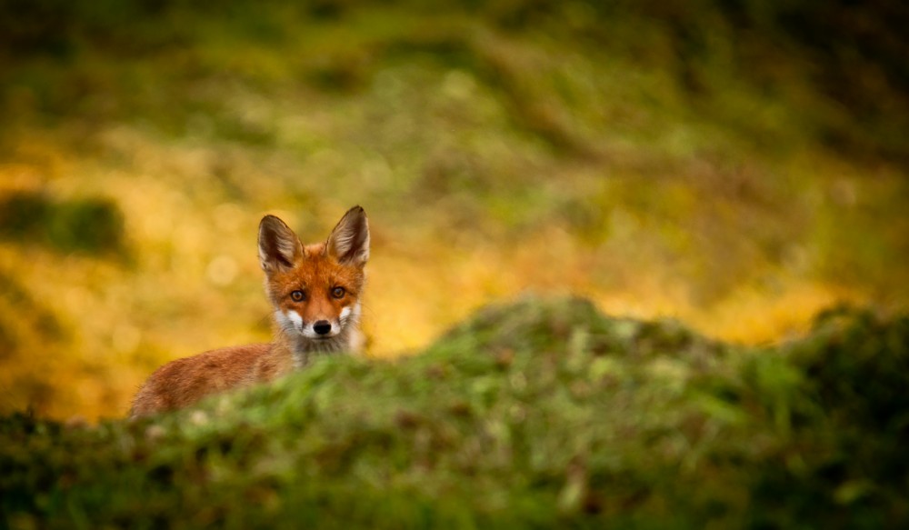 PUPPY FOX