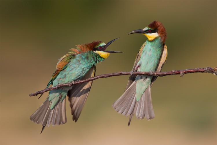 Merops apiaster (včelárik zlatý)