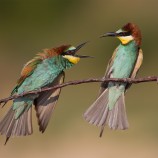 Merops apiaster (včelárik zlatý)