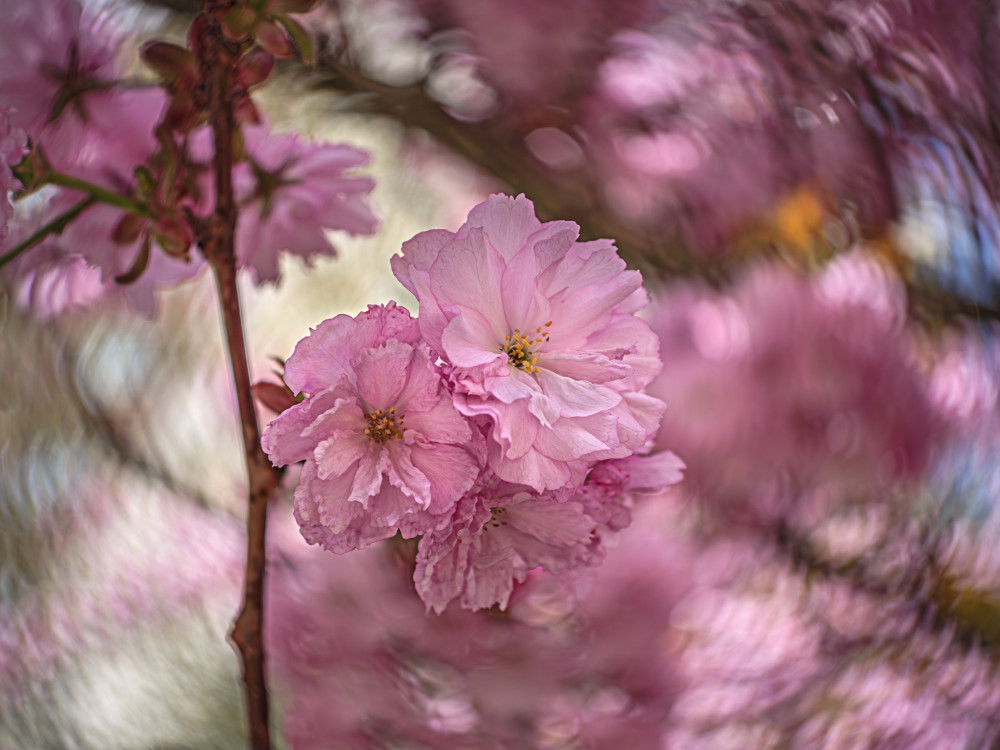 Japonská čerešňa sakura (Prunus serrulata)