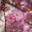 Japonská čerešňa sakura (Prunus serrulata)