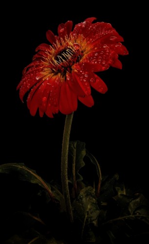 Gerbera