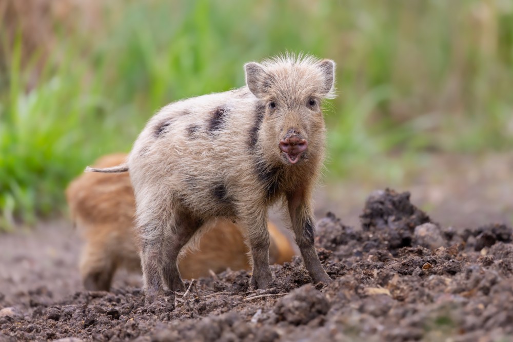 Diviak lesný, The wild boar (Sus scrofa)