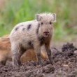 Diviak lesný, The wild boar (Sus scrofa)
