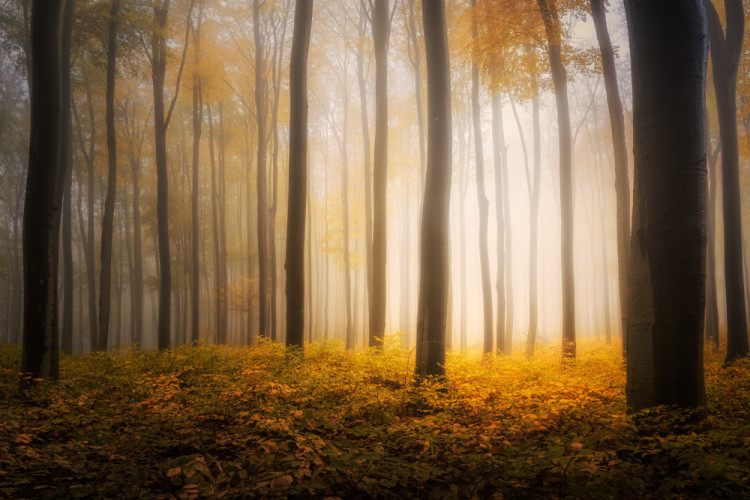 Jesenný les