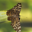 Gray cracker