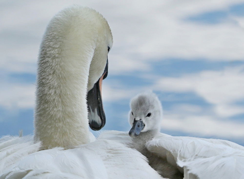 pod ochranným krídlom
