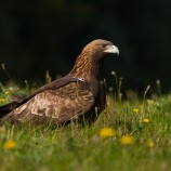 Aquila