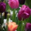 Tulipány