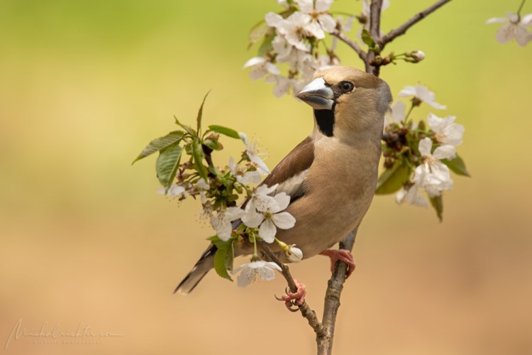 Coccothraustes coccothraustes (glezg hrubozobý)