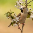 Coccothraustes coccothraustes (glezg hrubozobý)