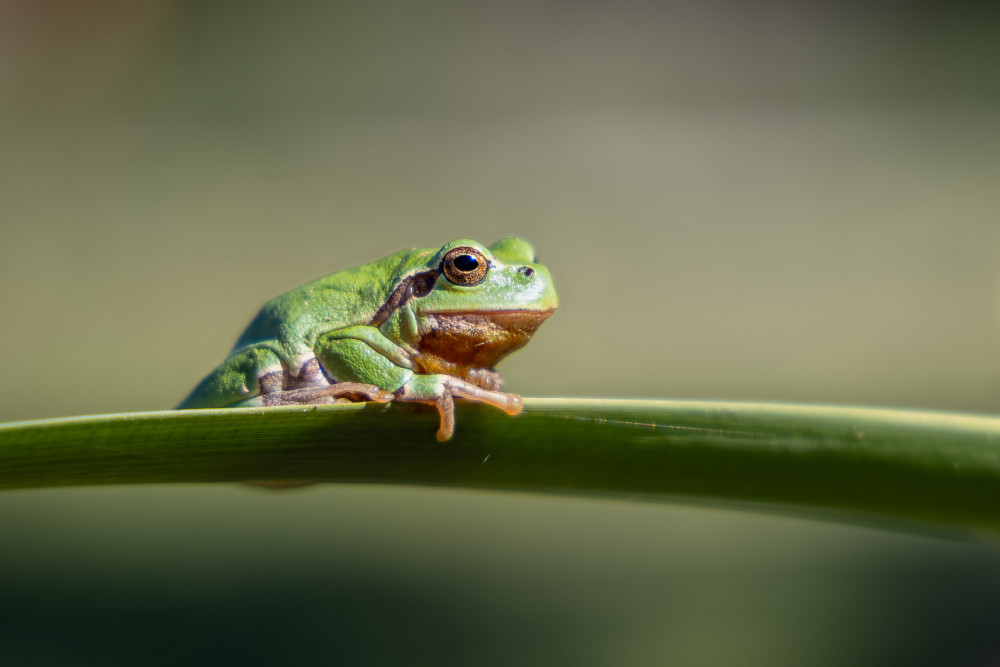 Hyla arborea