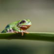 Hyla arborea