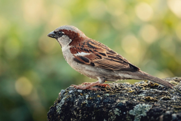 Strážca starého múru