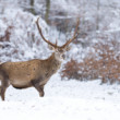 Jeleň lesný
