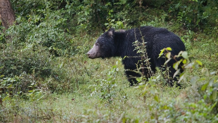 Medveď pyskatý, NP Wilpattu, Srí Lanka