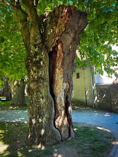 Starec
