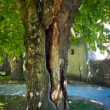 Starec