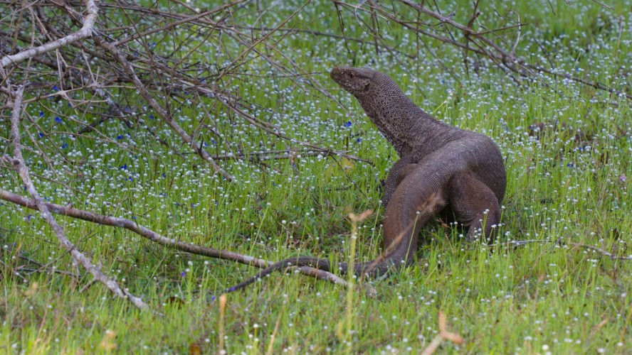 VARAN (VARANUS SALVATOR), Wilpatu, SRÍ LANKA