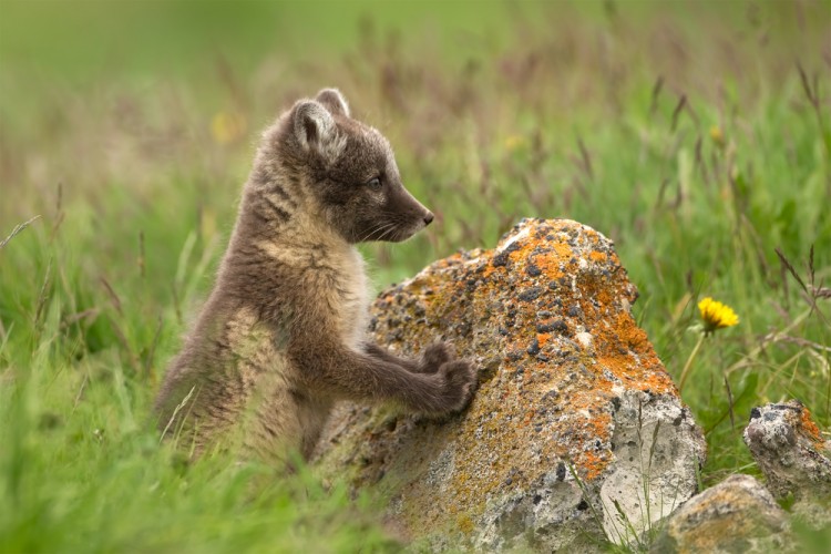 Vulpes lagopus (líška polárna)