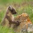 Vulpes lagopus (líška polárna)