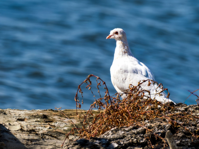 Holub skalný / holub domáci – Columba livia