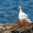 Holub skalný / holub domáci – Columba livia