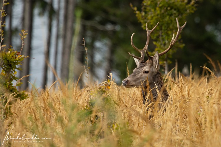 Cervus elaphus (jeleň lesný)