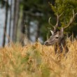 Cervus elaphus (jeleň lesný)
