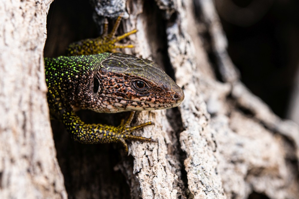 Lacerta viridis