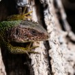 Lacerta viridis