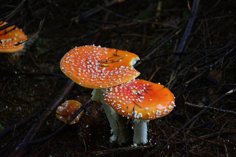 Amanita muscaria var. formosa