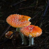 Amanita muscaria var. formosa