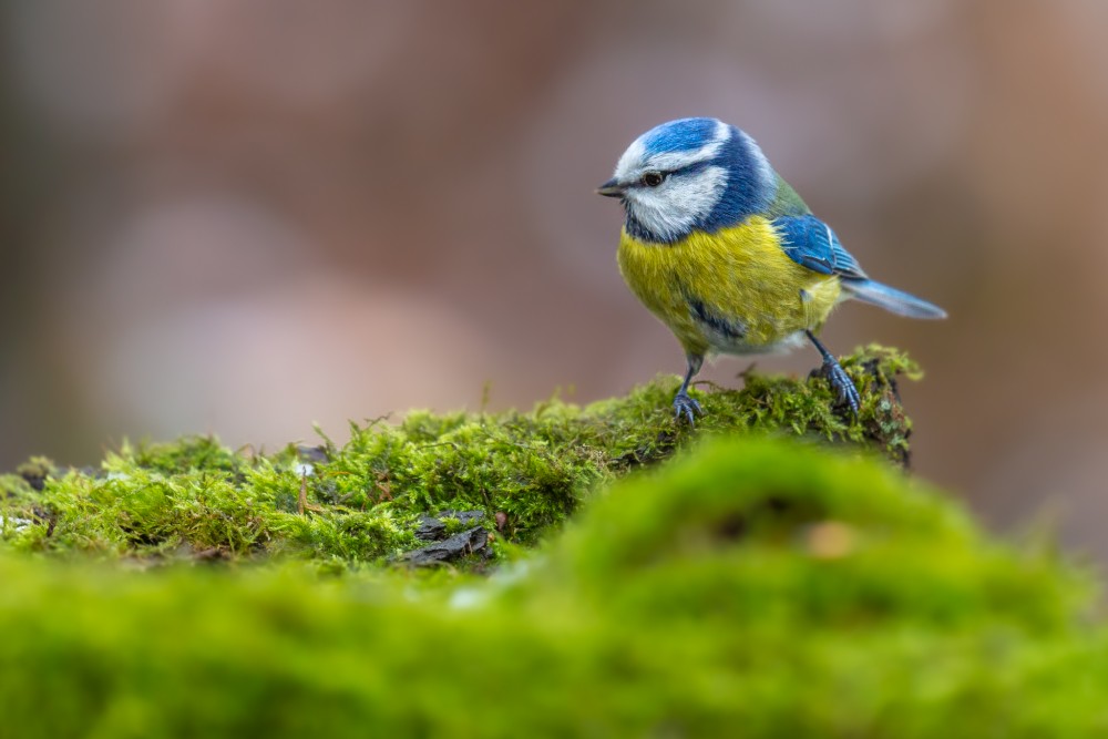 Sýkorka belasá (Cyanistes caeruleus)