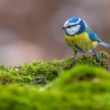 Sýkorka belasá (Cyanistes caeruleus)