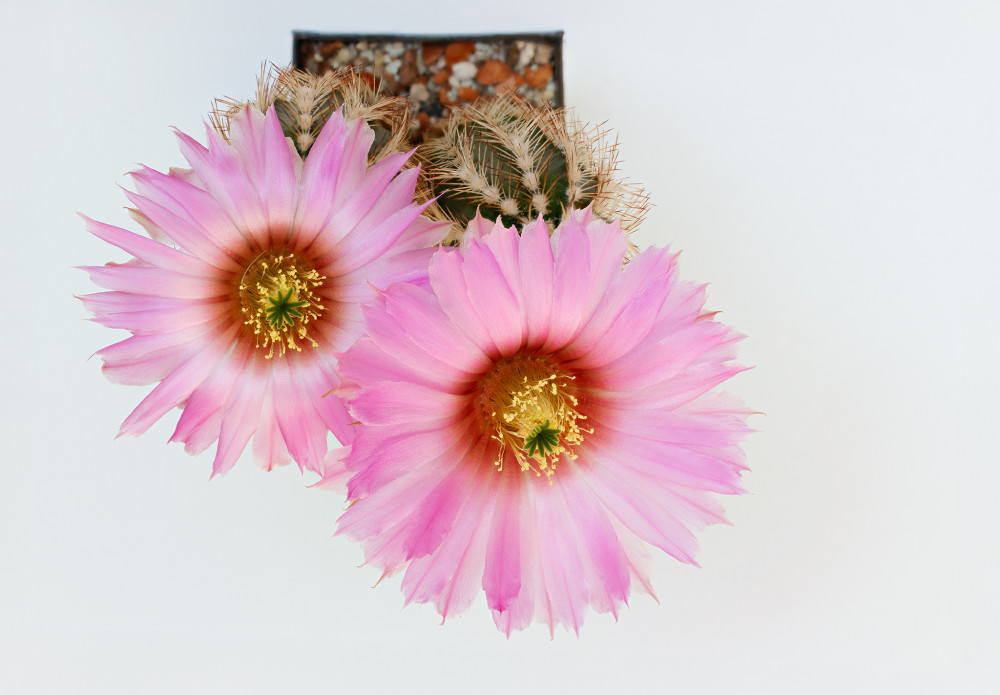 Echinocereus reichenbachii