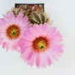 Echinocereus reichenbachii