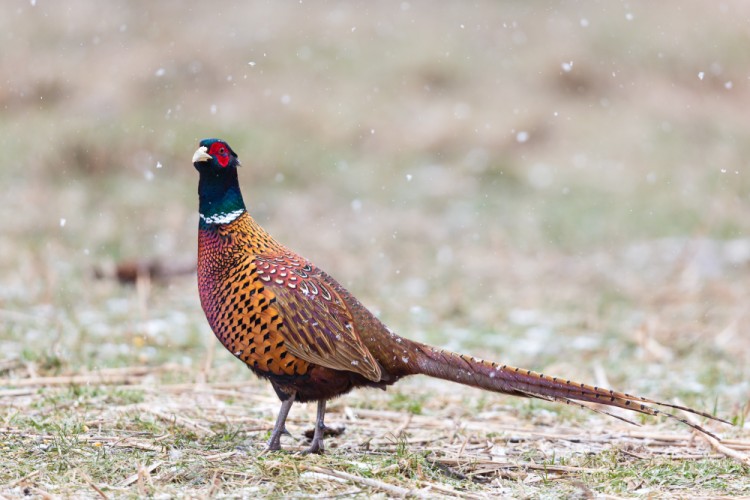 Bažant poľný, The common pheasant (Phasianus colchicus)