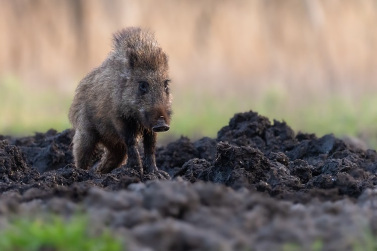 Diviak lesný, The wild boar (Sus scrofa)