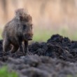Diviak lesný, The wild boar (Sus scrofa)