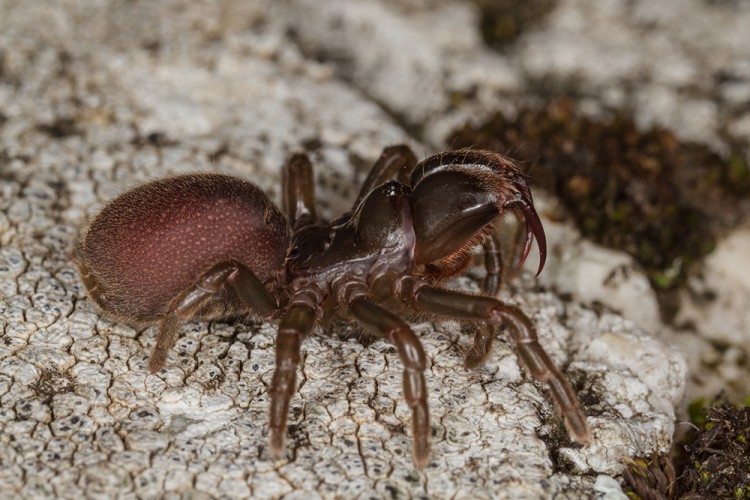 Atypus muralis