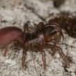 Atypus muralis