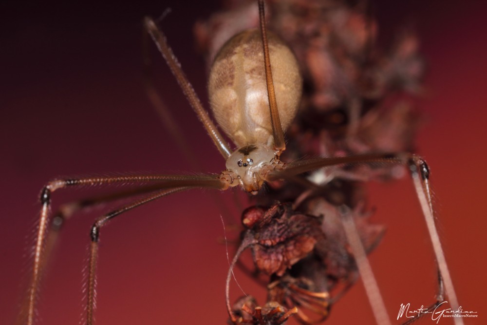 Pholcus phalangioides