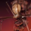 Pholcus phalangioides